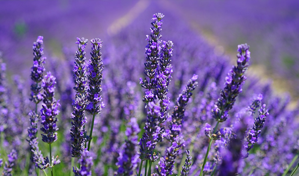 Lavender Calm soy candle in a glass jar